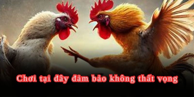 Chơi tại đây đảm bảo không thất vọng