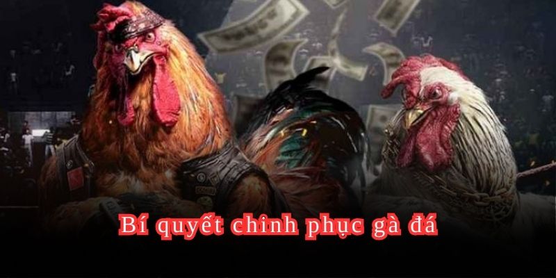 Bí quyết chinh phục gà đá