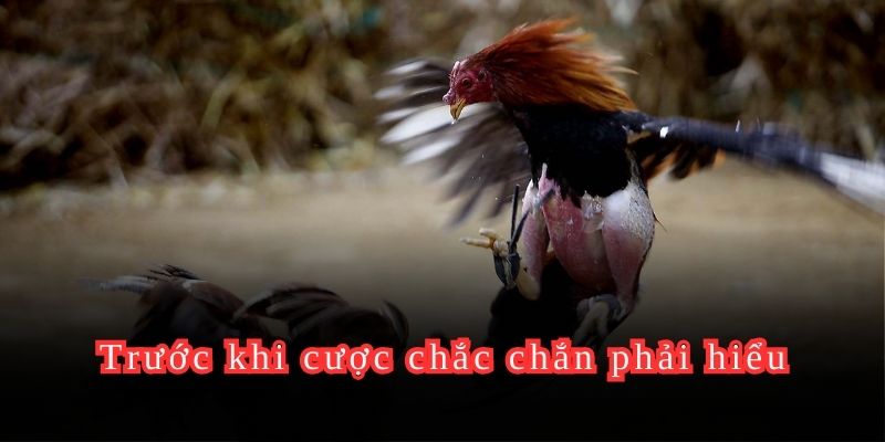 Trước khi cược chắc chắn phải hiểu