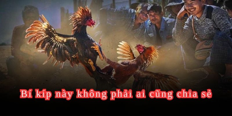 Chinh phục mọi sới gà với bộ bí kíp này