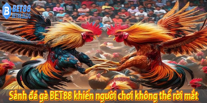 Sảnh đá gà BET88 khiến người chơi không thể rời mắt